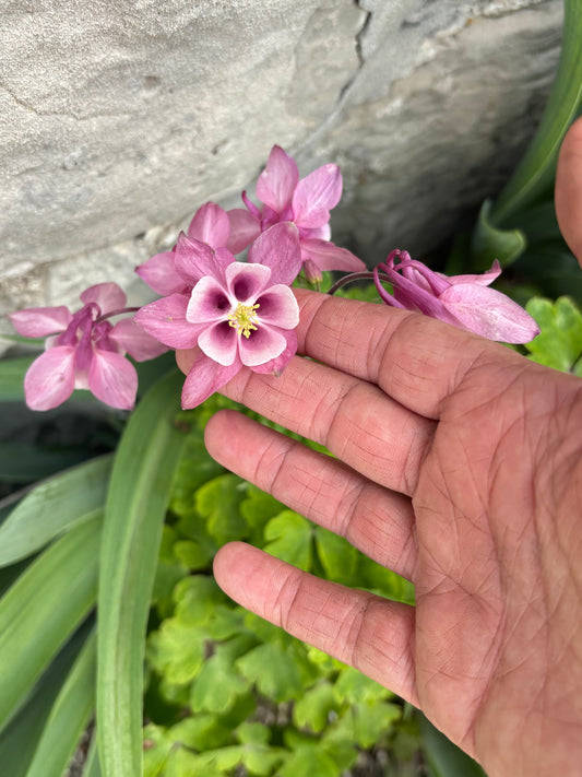 Garden Tour: 2026 Week 2 Update (Zone 6)