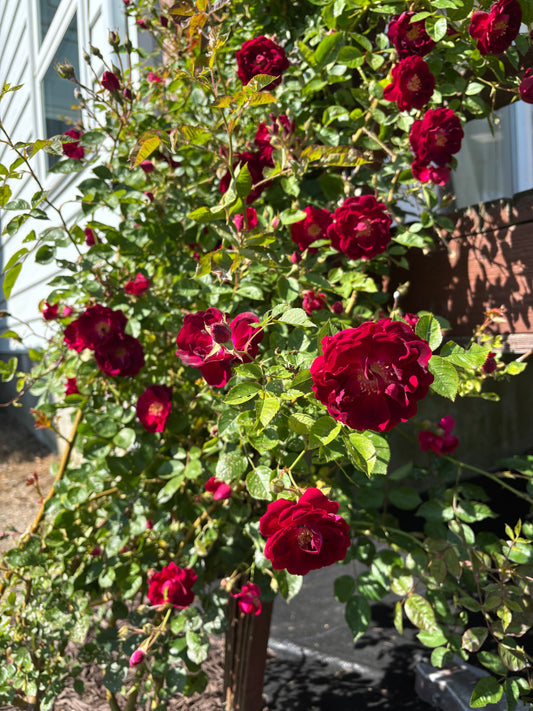 Garden Tour: 2026 Update #3 (Zone 6)